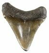 Juvenile Megalodon Tooth - South Carolina #52959-1